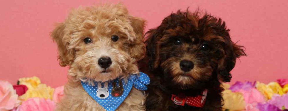家族が営む犬のオーラルヘルスケアサロンに来店した2頭のトイプードル